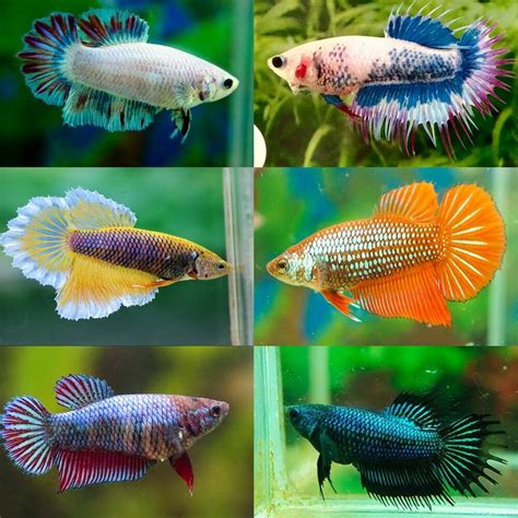 female fighter fish for sale.